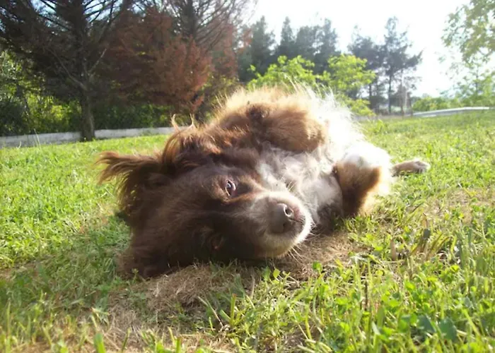 Paradise Comfortable Daire